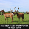 Elk Urine